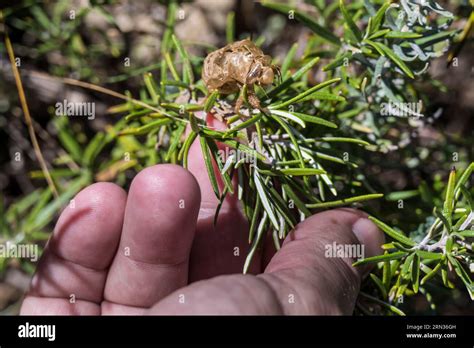 France Herault Saint Guilhem Le Desert Labelled Les Plus Beaux