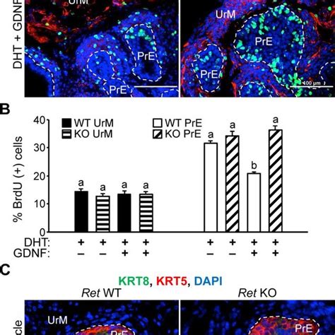 Proposed Mechanisms For Crosstalk Between AR And GDNF Signaling And