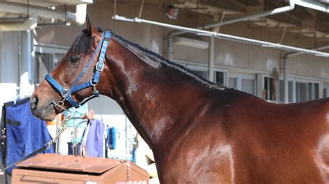 【中山記念予想】シュネルマイスターほか有力馬の馬体をチェック！ 競馬コラム Netkeiba