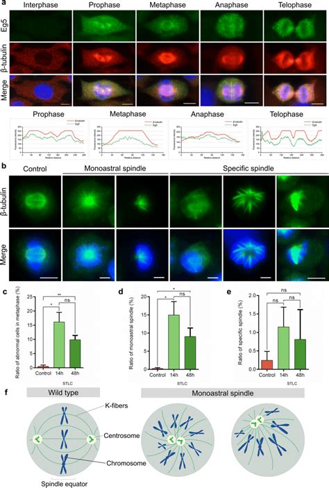 Eg5 Inhibition Led To Monopolar Spindles And Cell Cycle Arrest At