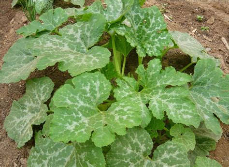 C Mo Cultivar Calabazas La Huerta De Ivan