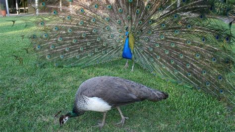 Psbattle Two Large Peacocks R Photoshopbattles