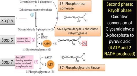 10 Steps of Glycolysis, Enzymes involved and Regulatory Enzymes of Glycolysis