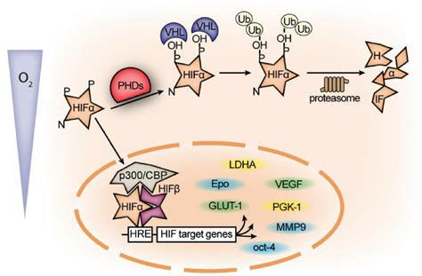 Oxygen Dependent Regulation Of Hif A And Its Target Genes If Oxygen