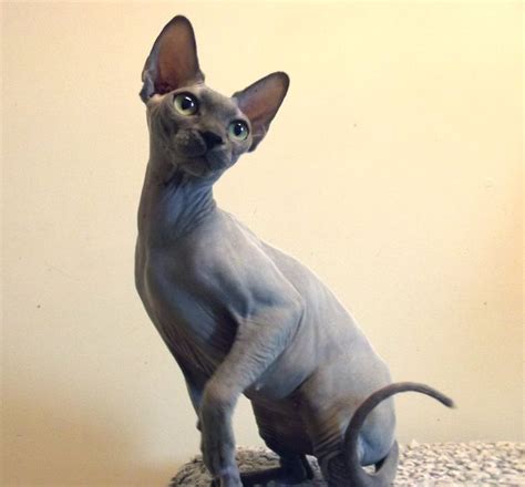 Pin On Animaux Adorables Cute Hairless Cat Hairless Cat Gorgeous Cats