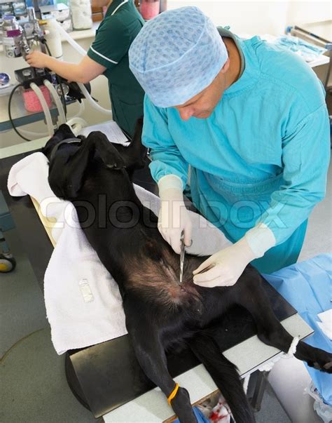 Castration Castrating Man Stock Photo Colourbox