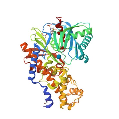 RCSB PDB 7T78 CRYSTAL STRUCTURE OF GLUCOKINASE HEXOKINASE 4