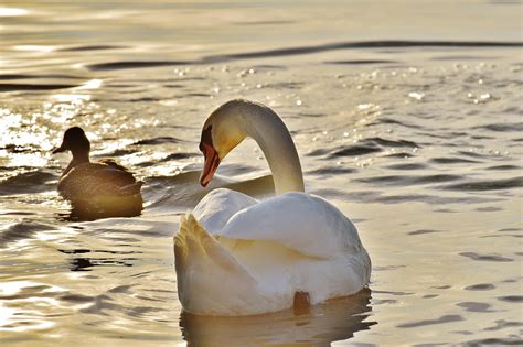 Swan Duck Water Lake - Free photo on Pixabay