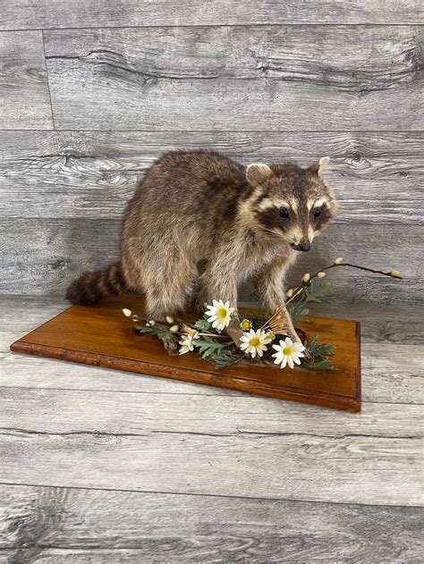 Lot VINTAGE RACCOON TAXIDERMY MOUNT