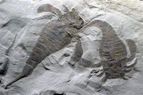 Eurypterid - Alchetron, The Free Social Encyclopedia