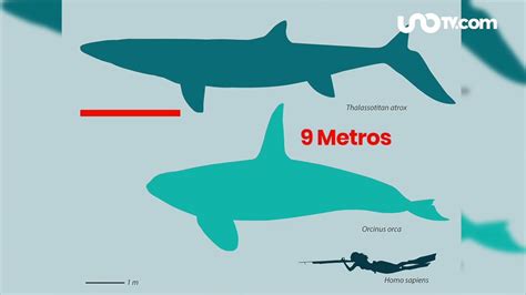 Hallan Fósiles Del Mosasaurio Monstruo Marino Que Vivió Hace 66