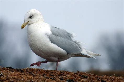 iceland gull | Iceland gull