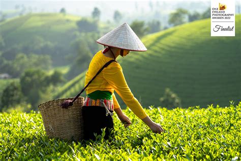 Photographer Matt Sievers Muong Tea Picking In Northern Vietnam