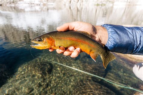 Backpacking In The Southern Sierra For Golden Trout Aspiring Wild