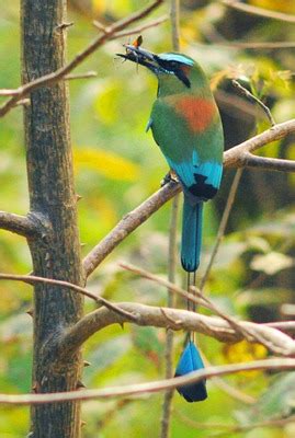 Nicaragua Bird Watching - One Week Birding Tour in Nicaragua