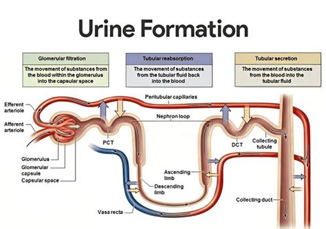 Urine Formation Medizzy