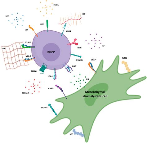 Frontiers Hematopoietic Multipotent Progenitors And Plasma Cells