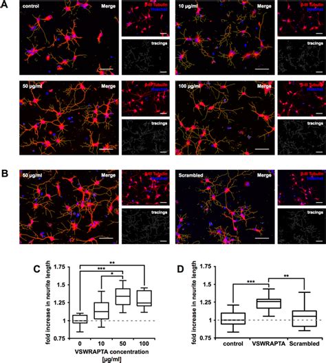 Analysis Of Neurite Outgrowth After Days Of Cultivation A