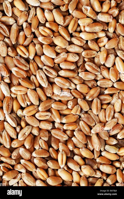 Wheat Kernels Close Up Stock Photo Alamy