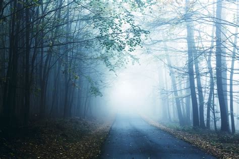 Premium Photo | Road and misty forest in autumn with colorful foliage.