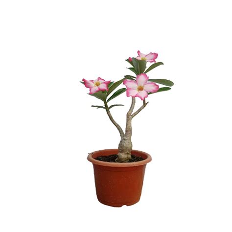 Adenium Obesum Grafted Colour Guaranteed Bonsai Looking Adenium Live