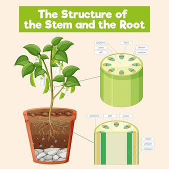 Free Vector | The structure of the stem and the root