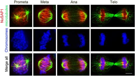 NUSAP1 Nucleolar And Spindle Associated Protein 1