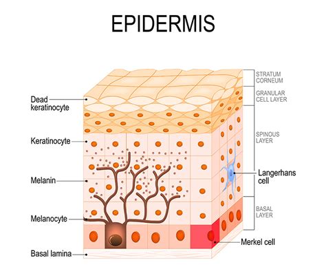 Melanocytes And Melanin