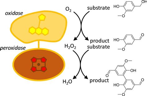 Creating OxidasePeroxidase Fusion Enzymes As A Toolbox For Cascade