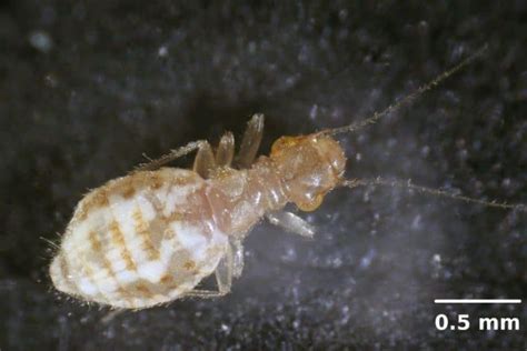 Tiny White Bugs In Kitchen What Are They And How To Get Rid Of Them