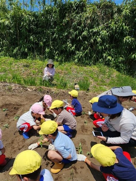 さつまいもの苗を植えました♪ 学校法人正栄学園 みどり幼稚園