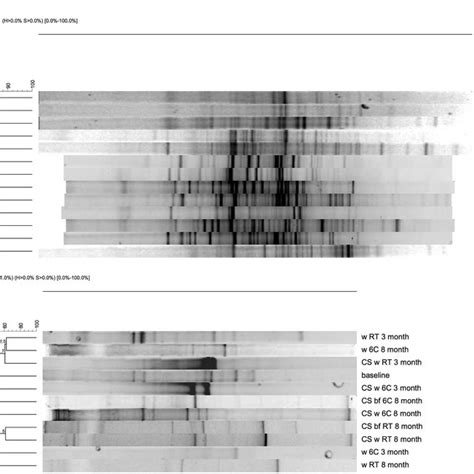 Denaturing Gradient Gel Electrophoresis Dgge A 16s Rrna B Dsrb Gene Download