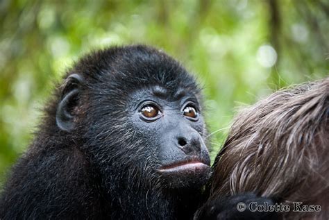 Wild about World Wildlife Day - My Beautiful Belize