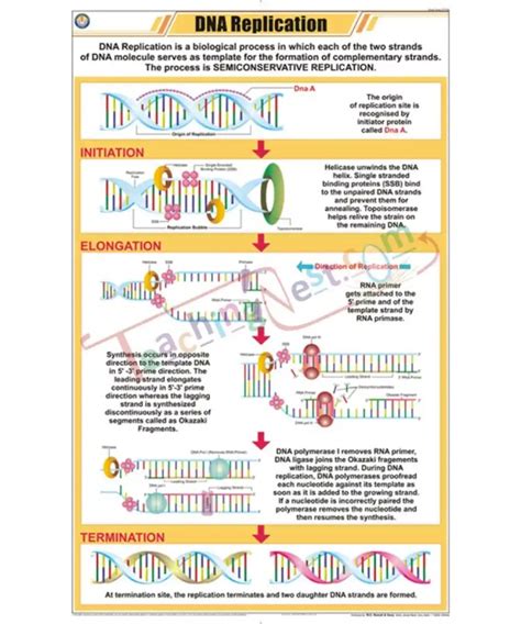 Dna Replication Chart Laminated With Rollers Teachingnest