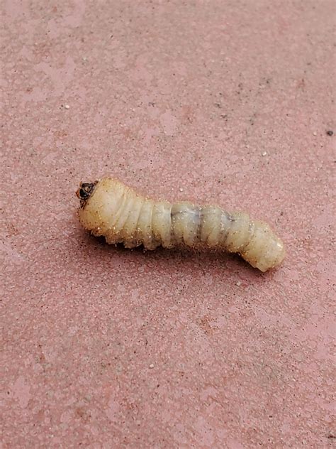 Grub Infested Tree Rentomology