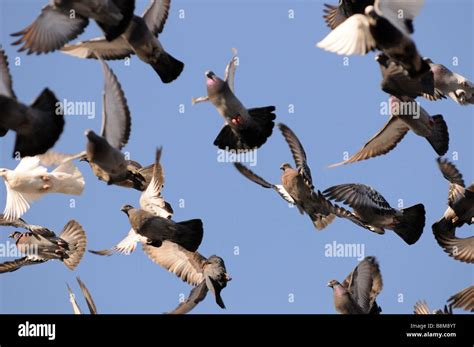 A Flock Of Pigeons Birds Fly Through The Blue Sky Wings Flapping