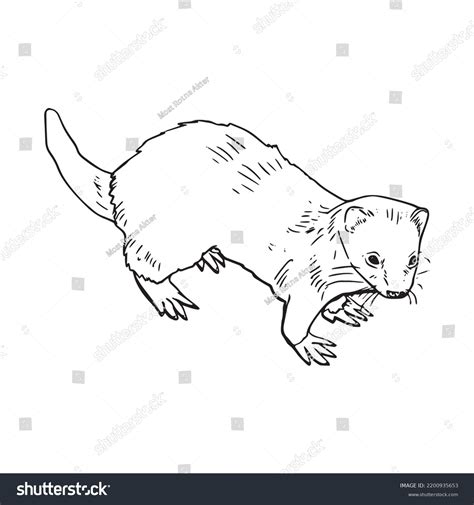 Beautiful Ferret Line Art Imagesferret Outline Stock Vector Royalty Free 2200935653 Shutterstock