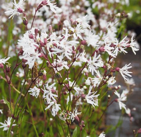 Gärtnerei StaudenSpatz Kuckucks Lichtnelke White Robin Silene flos