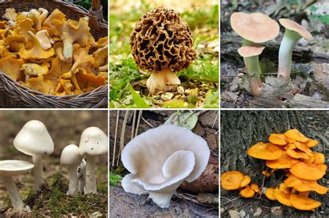 Different Types Of Mushrooms And Their Uses Recipes Net