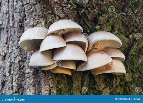 Edible Mushrooms of Oyster Mushroom Pleurotus Ostreatus Grows Stock ...