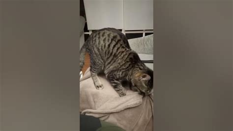 Cat Give Massage To Human Youtube