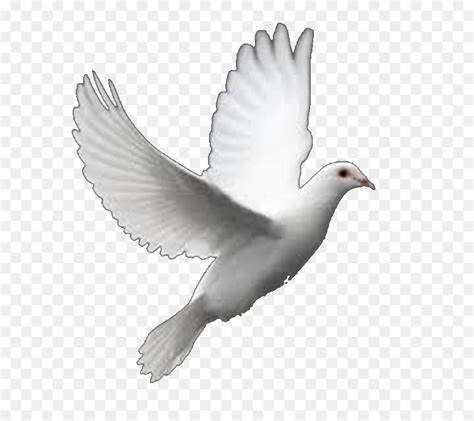 White Dove White Background