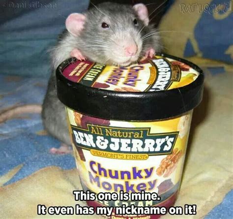 Chunky Monkey Rat Funny Rats Cute Rats Pet Rats