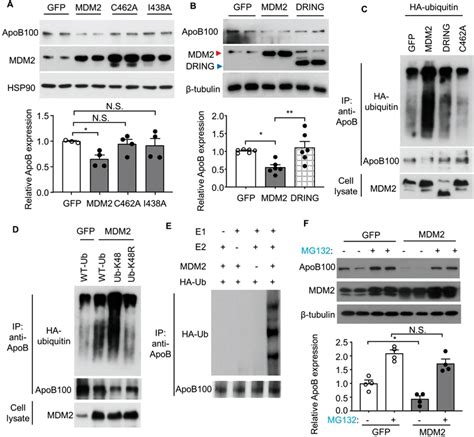 The E Ubiquitin Ligase Mdm Induces Proteasomal Degradation And