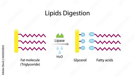 Fat Molecule Triglyceride Lipids Digestion Lipase Enzyme Catalyzes