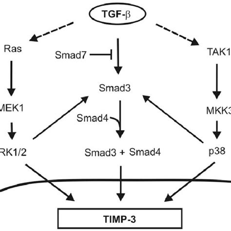 A Schematic Representation Of The Complex Interplay Of Tgf B Signaling Download Scientific