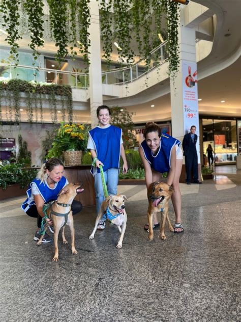 Recreio Shopping Promove Evento De Ado O De Pets Em Parceria Ongs