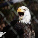 Bald Eagle Meme Generator - Imgflip