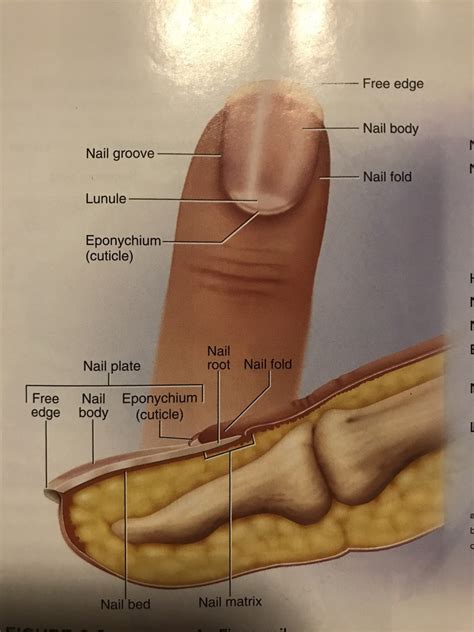 Anatomy Of A Fingernail Diagram Quizlet