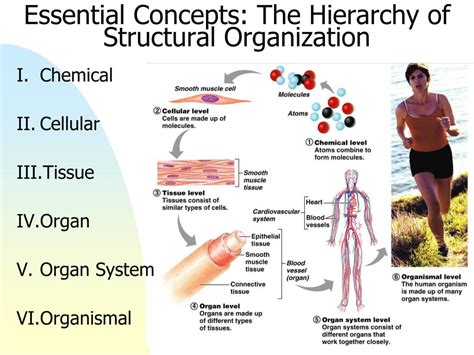 Ppt Chapter The Human Body An Orientation Powerpoint